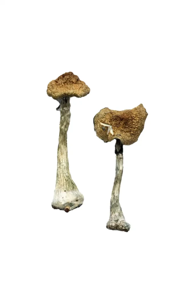 Albino A+ magic mushrooms leucistic Psilocybe cubensis strain ghostly white caps blue bruising balanced effects