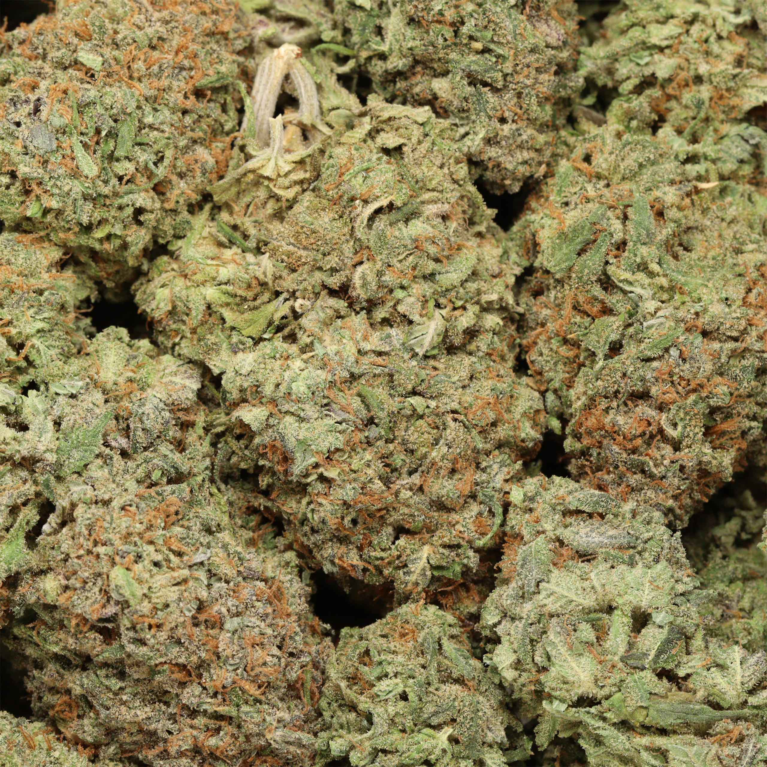 Buy-Alaskan Thunder Fuck online - Image 3