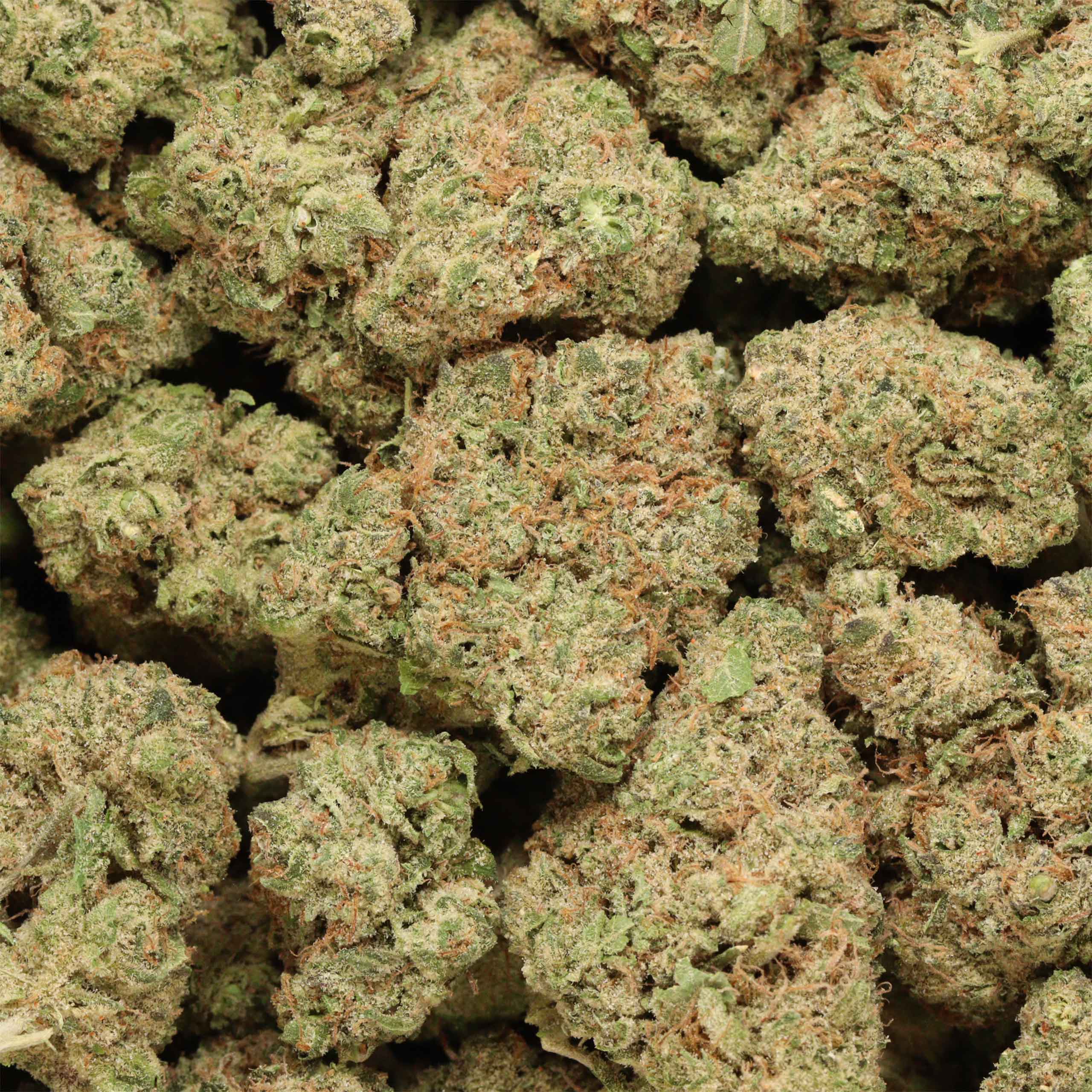 Buy Apple Cheese Quake online - Image 2