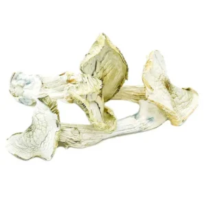 Avery Albino Dried Magic Mushrooms – Buy Online in USA, Canada, Australia | MagicMindPsychedelics