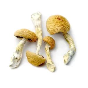 Aztec Magic Mushrooms – Buy Online in USA, Canada, Australia | MagicMindPsychedelics