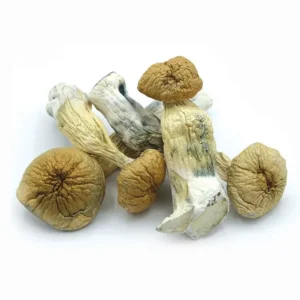 African Transkei Magic Mushrooms – Buy Online in USA, Canada, Australia | MagicMindPsychedelics