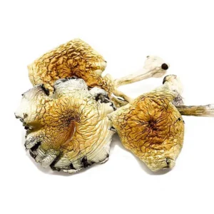 Alcabenzi Dried Magic Mushrooms – Buy Online | USA, Canada, Australia