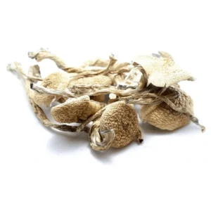 Amazonian Dried Magic Mushrooms – Buy Online USA, Canada, Australia
