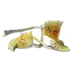 B+ Cubensis Dried Magic Mushrooms – Buy Online USA, Canada, Australia