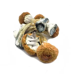 Blue Meanie Dried Magic Mushrooms – Buy Online USA, Canada, Australia