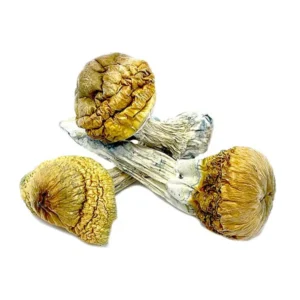 Cambodian Dried Magic Mushrooms – Buy Online USA, Canada, Australia