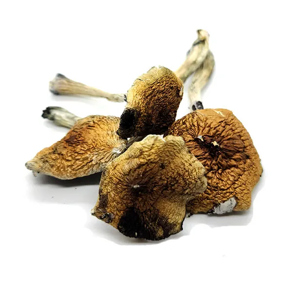 Rican Dried Magic Mushrooms – Buy Online USA, Canada, Australia