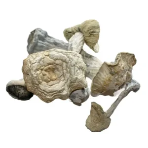 Jedi Mind Fuck Dried Magic Mushrooms – Buy Online USA Canada Australia