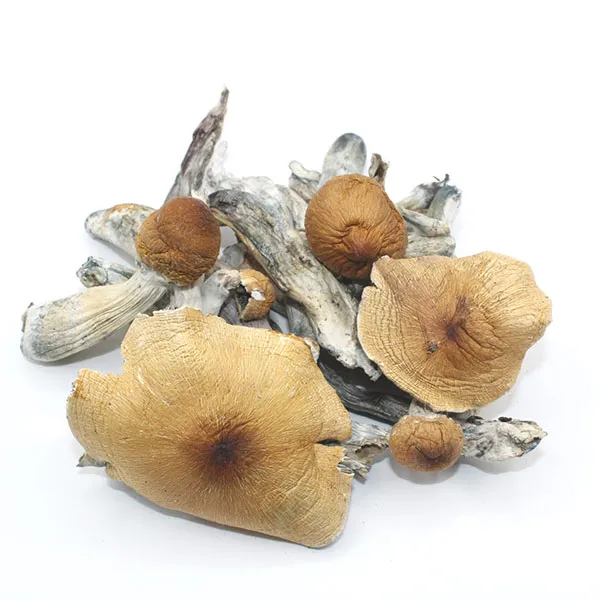 Koh Samui Dried Magic Mushrooms – Buy Online USA Canada Australia