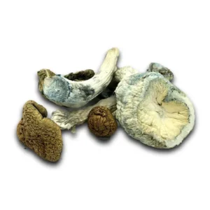 Mazatapec Dried Magic Mushrooms – Buy Online USA, Canada, Australia