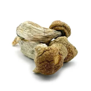Penis Envy Dried Magic Mushrooms – Buy Online USA, Canada, Australia