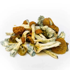South American Dried Magic Mushrooms – Buy Online USA, Canada, Australia