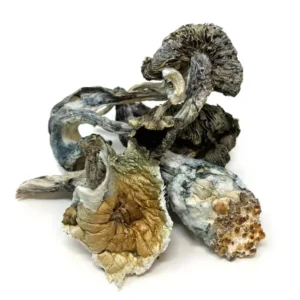White Rabbit Dried Magic Mushrooms – Buy Online USA, Canada, Australia