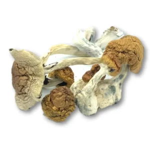 Cubensis Mexicana Dried Magic Mushrooms – Buy Online USA, Canada, Australia