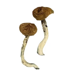 Dancing Tiger Dried Magic Mushrooms – Buy Online USA, Canada, Australia