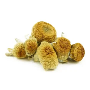 Golden Mammoth Dried Magic Mushrooms – Buy Online USA, Canada, Australia