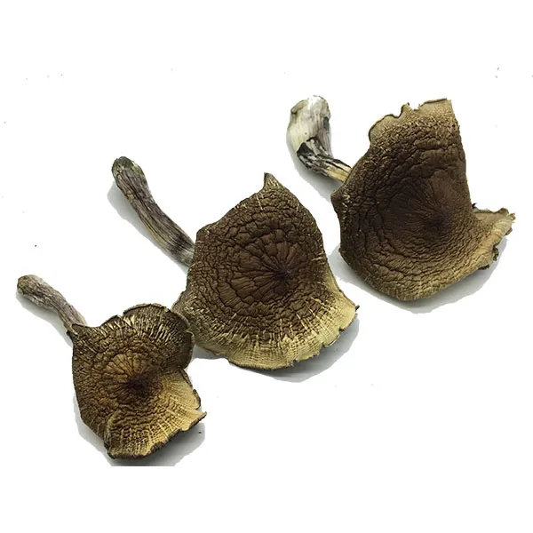 Hillbilly Dried Magic Mushrooms – Buy Online USA, Canada, Australia
