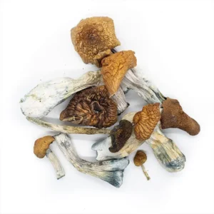 Syzygy Dried Magic Mushrooms – Buy Online USA, Canada, Australia