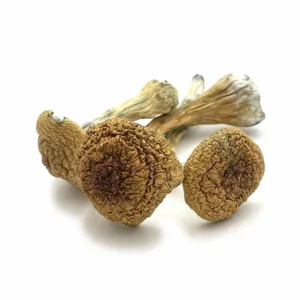 Thai Pink Buffalo Dried Magic Mushrooms – Buy Online USA, Canada, Australia