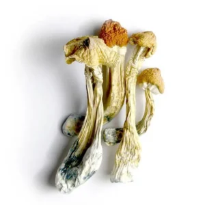 Tri-Colour Ecuadorian Dried Magic Mushrooms – Buy Online USA, Canada, Australia