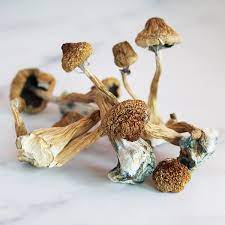 Liberty Caps Mushrooms