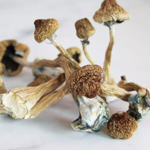 Mazatapec Magic Mushrooms
