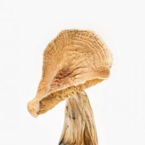 African Kobe Magic Mushrooms for psilocybin use in USA, Canada, and Australia