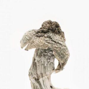 Albino Penis Envy Mushrooms for psychedelic use in USA, Canada, and Australia