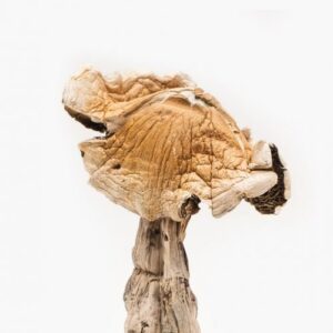 Amazonian Magic Mushrooms for psilocybin use in USA, Canada, and Australia