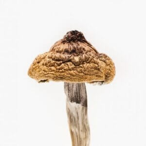 B Plus Mushrooms (Golden Caps) for psychedelic enjoyment in USA, Canada, and Australia