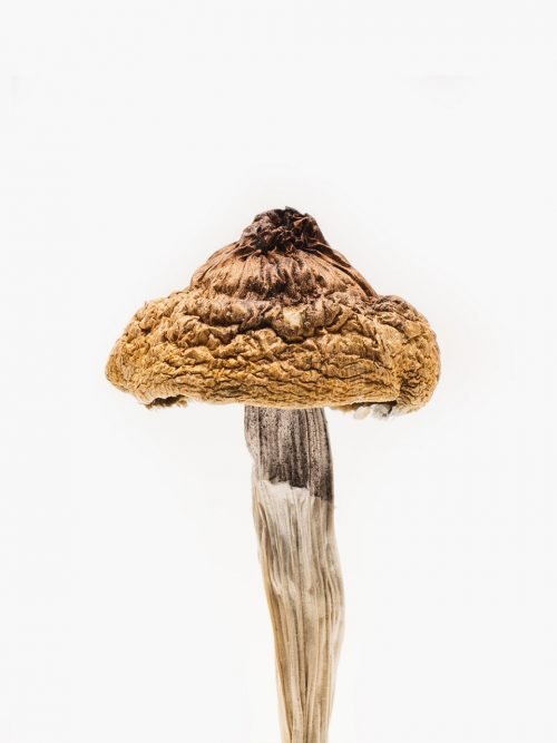 B Plus Mushrooms (Golden Caps) for psychedelic enjoyment in USA, Canada, and Australia