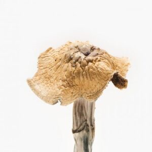 Burmese Magic Mushrooms for psilocybin use in USA, Canada, and Australia