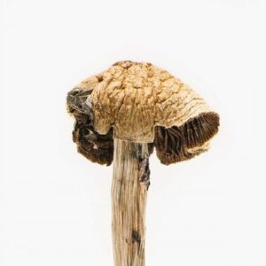 Brazilian Magic Mushrooms for psilocybin use in USA, Canada, and Australia
