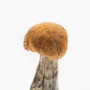 Vietnamese Magic Mushrooms for psilocybin use in USA, Canada, and Australia