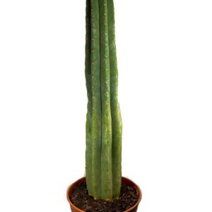 San Pedro in Soil – Big | Trichocereus pachanoi for research and microdosing