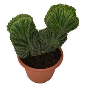 Trichocereus pachanoi forma cristata (San Pedro) for research and educational use in USA, Canada, and Australia