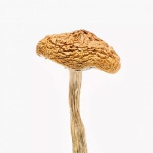 British Columbia Cyanescens for psilocybin use in USA, Canada, and Australia