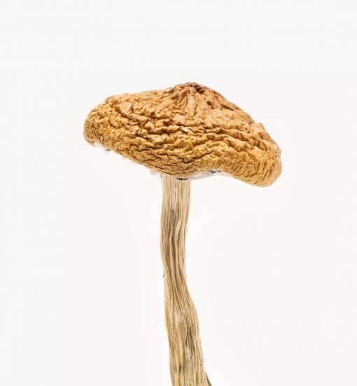 British Columbia Cyanescens for psilocybin use in USA, Canada, and Australia