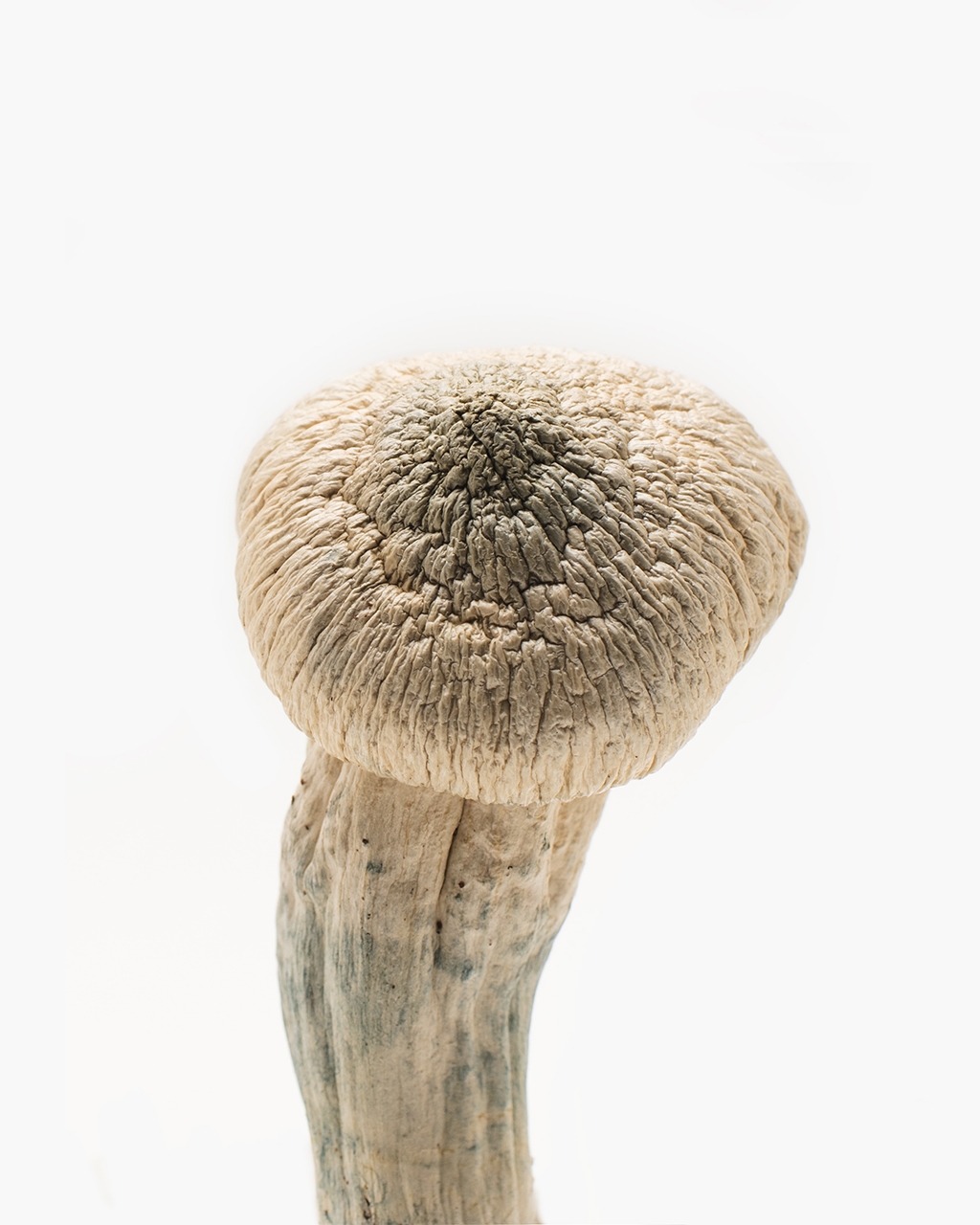 Albino Penis Envy premium potent Psilocybe cubensis strain ghostly white appearance intense blue bruising USA Canada Australia