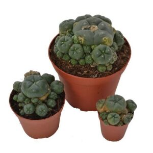 Peyote Cluster 10.5 cm – Lophophora williamsii for research and microdosing