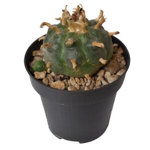 Peyote Cactus 5 – 7 cm for research and educational use in USA, Canada, and Australia