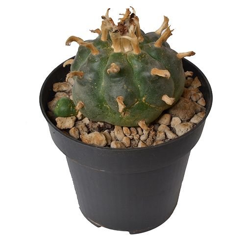 Peyote Cactus 5 – 7 cm for research and educational use in USA, Canada, and Australia