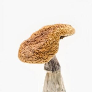 Golden Teacher Mushrooms for psilocybin use in USA, Canada, and Australia
