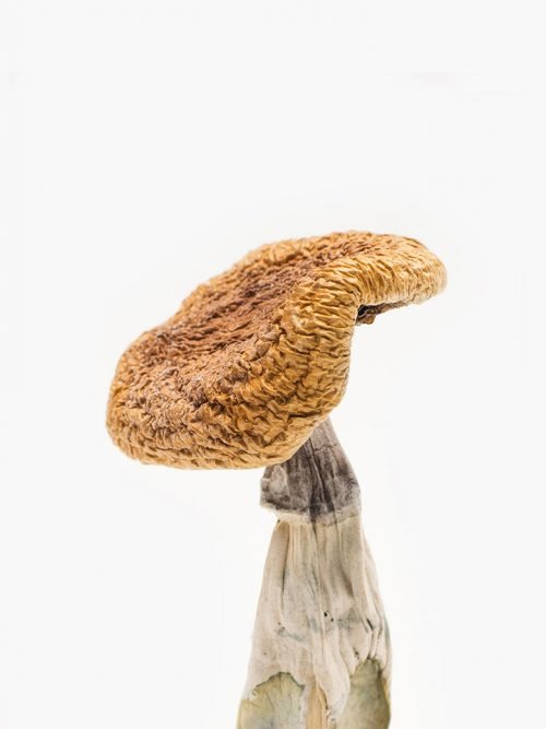 Golden Teacher Mushrooms for psilocybin use in USA, Canada, and Australia